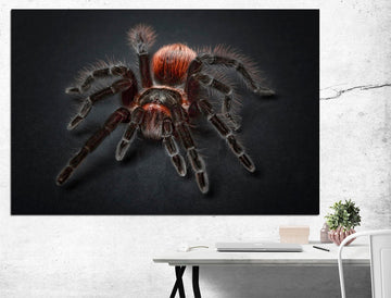 Spider Wall Art Extra Large Wall Art Spider Poster, Spider Print Triptych Wall Art Spider Home Decor