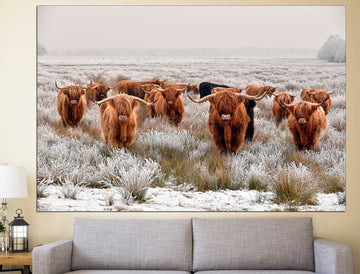 Highland cow picture | Highland cow print art | Highland cow prints on canvas - IDGROUP