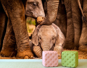 Elephant kids print Removable wallpaper Elephant nursery art, Elephant kids print Elephant wallpaper Jungle wallpaper, Animal wallpapers